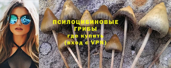 ПСИЛОЦИБИНОВЫЕ ГРИБЫ Горно-Алтайск